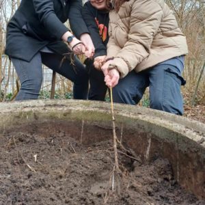 3 Kinder versuchen eine Wurzel aus dem Gemüsebeet auszureißen