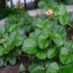 Ernährungsbildung durch den Bauerngarten